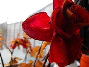 09 red rose