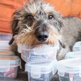A miniture wire haired dachshund sitting on a sofa resting his head on a pile of Addis food pots