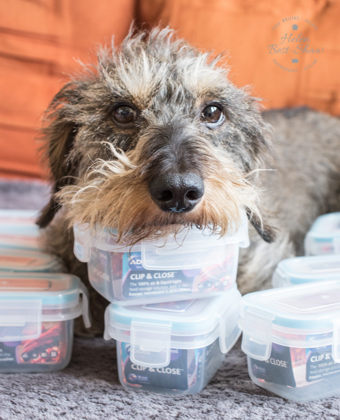 A miniature wire haired dachshund sitting on a sofa resting his head on a pile of Addis food pots 